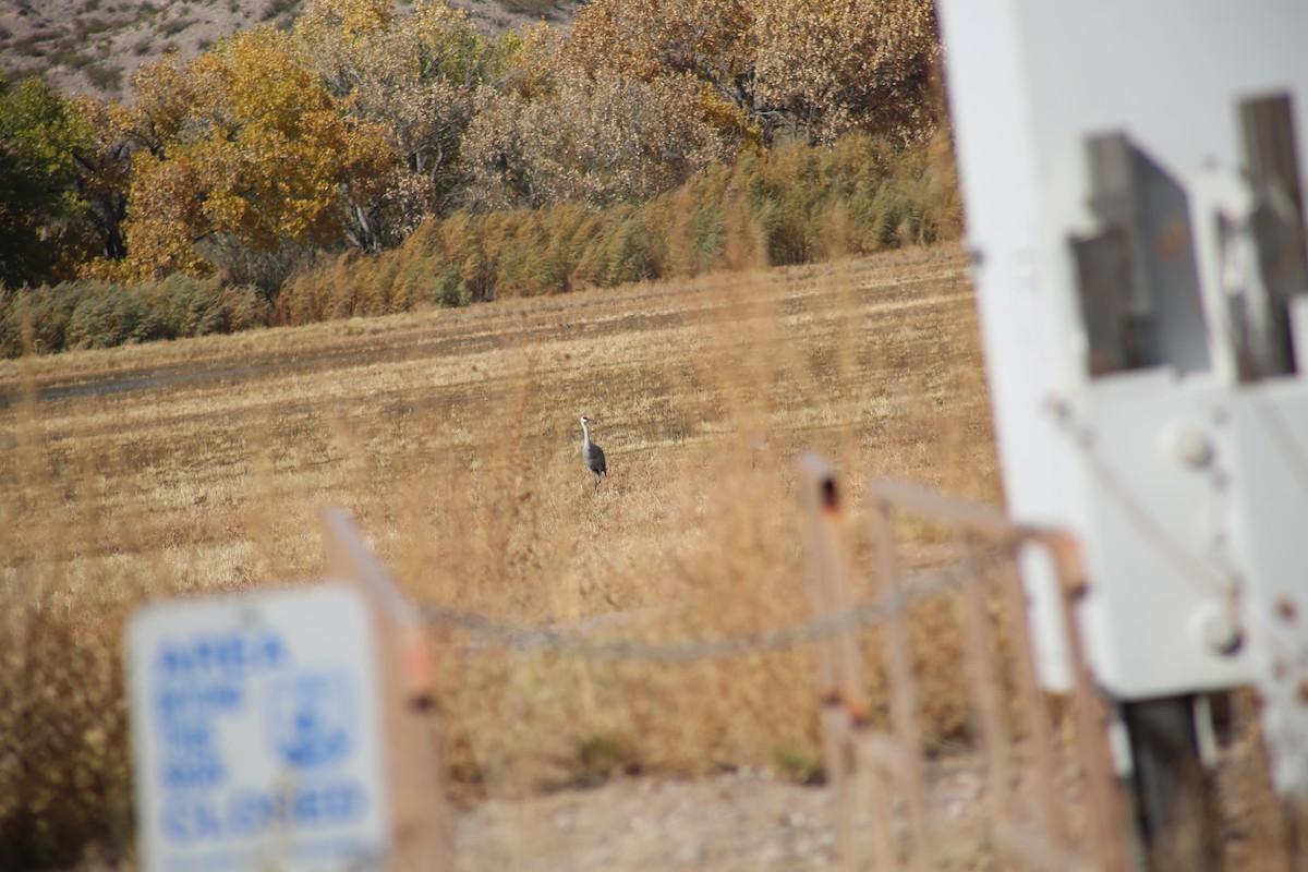 沙丘鶴 - ML625850650