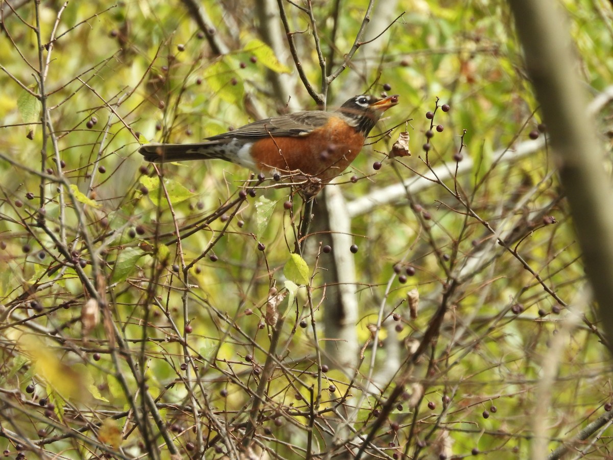 American Robin - ML625850666