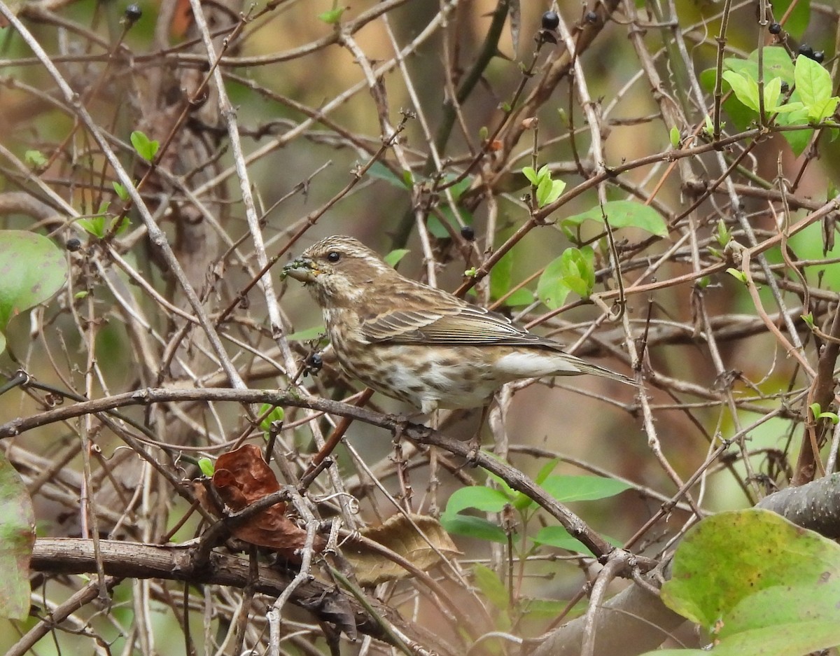 Purple Finch - ML625850688