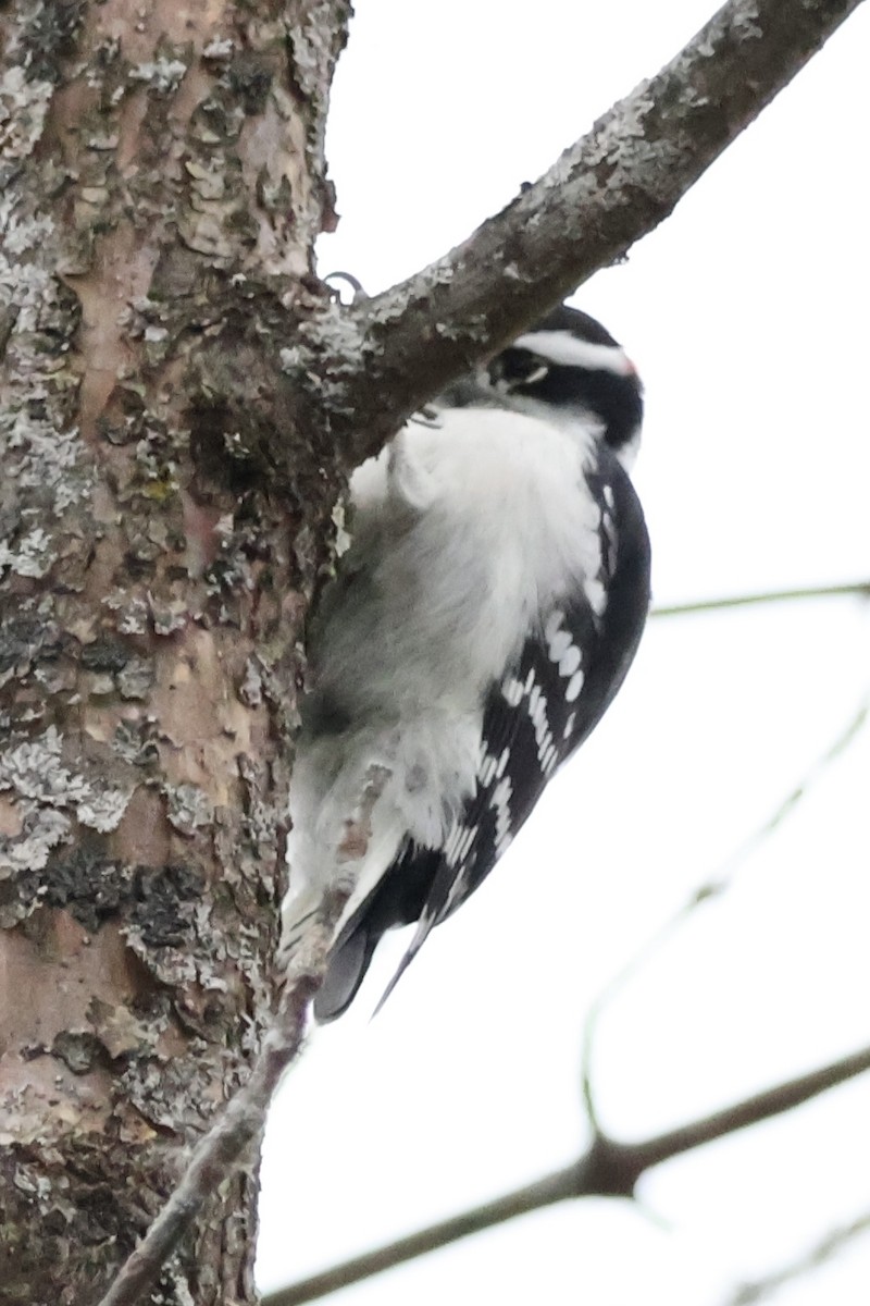 Downy Woodpecker (Eastern) - ML625850689