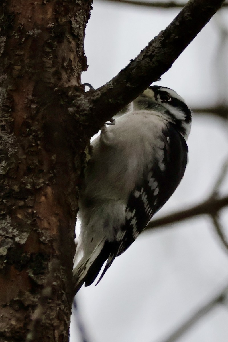 Downy Woodpecker (Eastern) - ML625850690