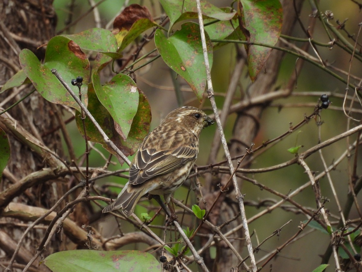 Purple Finch - ML625850691