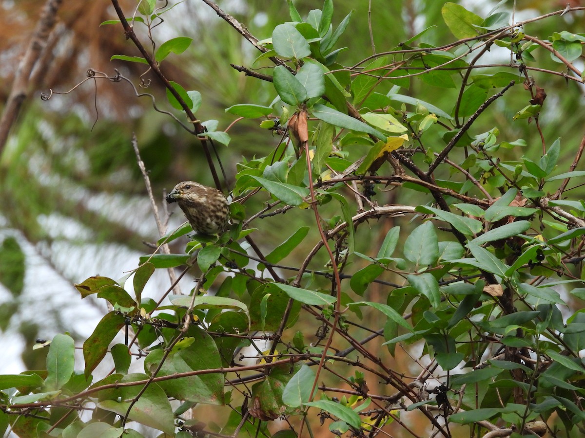 Purple Finch - ML625850692