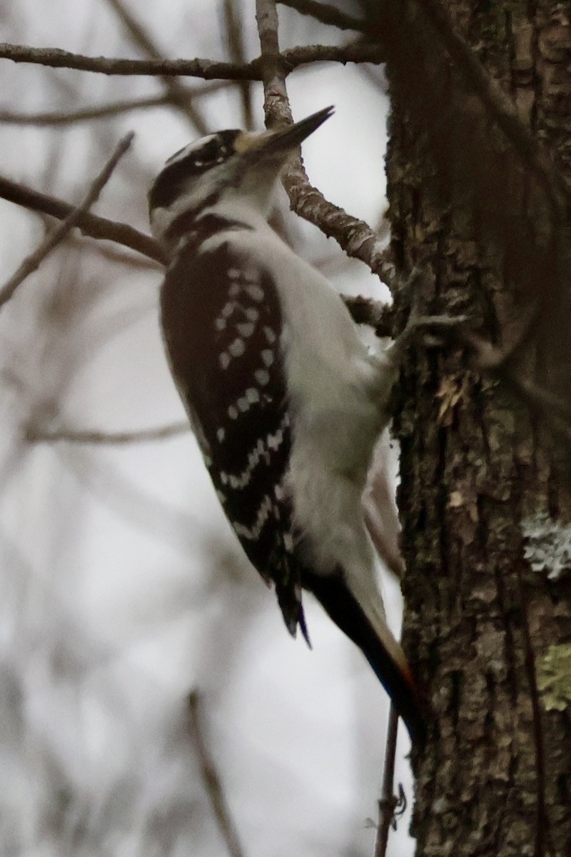 Hairy Woodpecker (Eastern) - ML625850699
