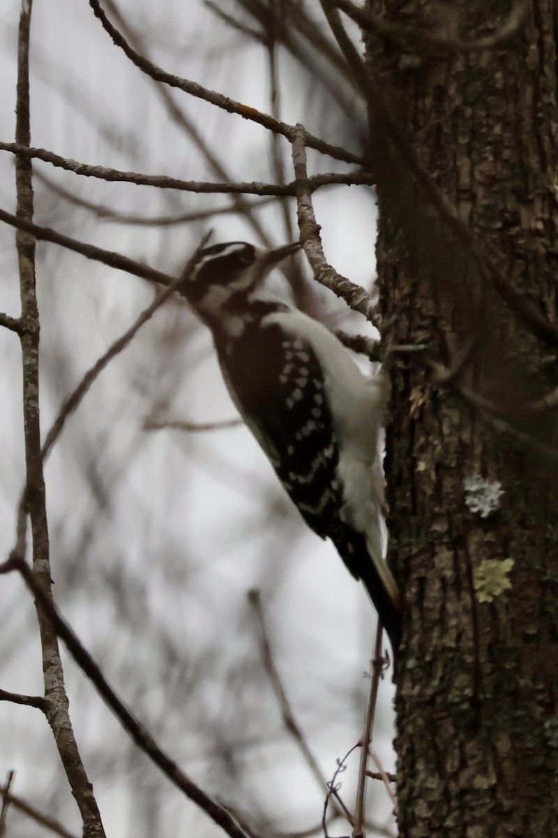 Hairy Woodpecker (Eastern) - ML625850700