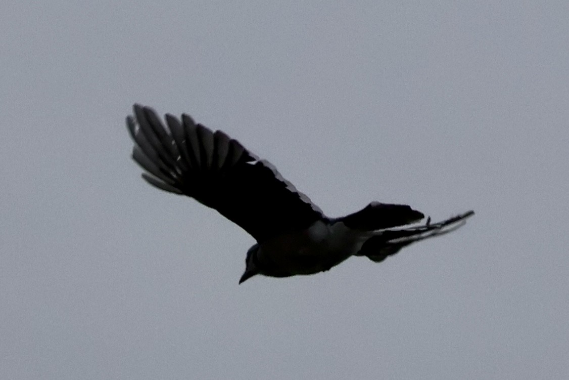 Blue Jay - ML625850710