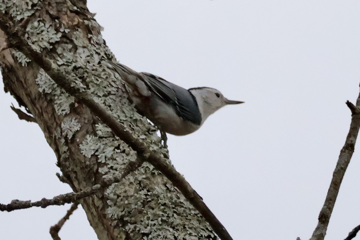 White-breasted Nuthatch (Eastern) - ML625850728