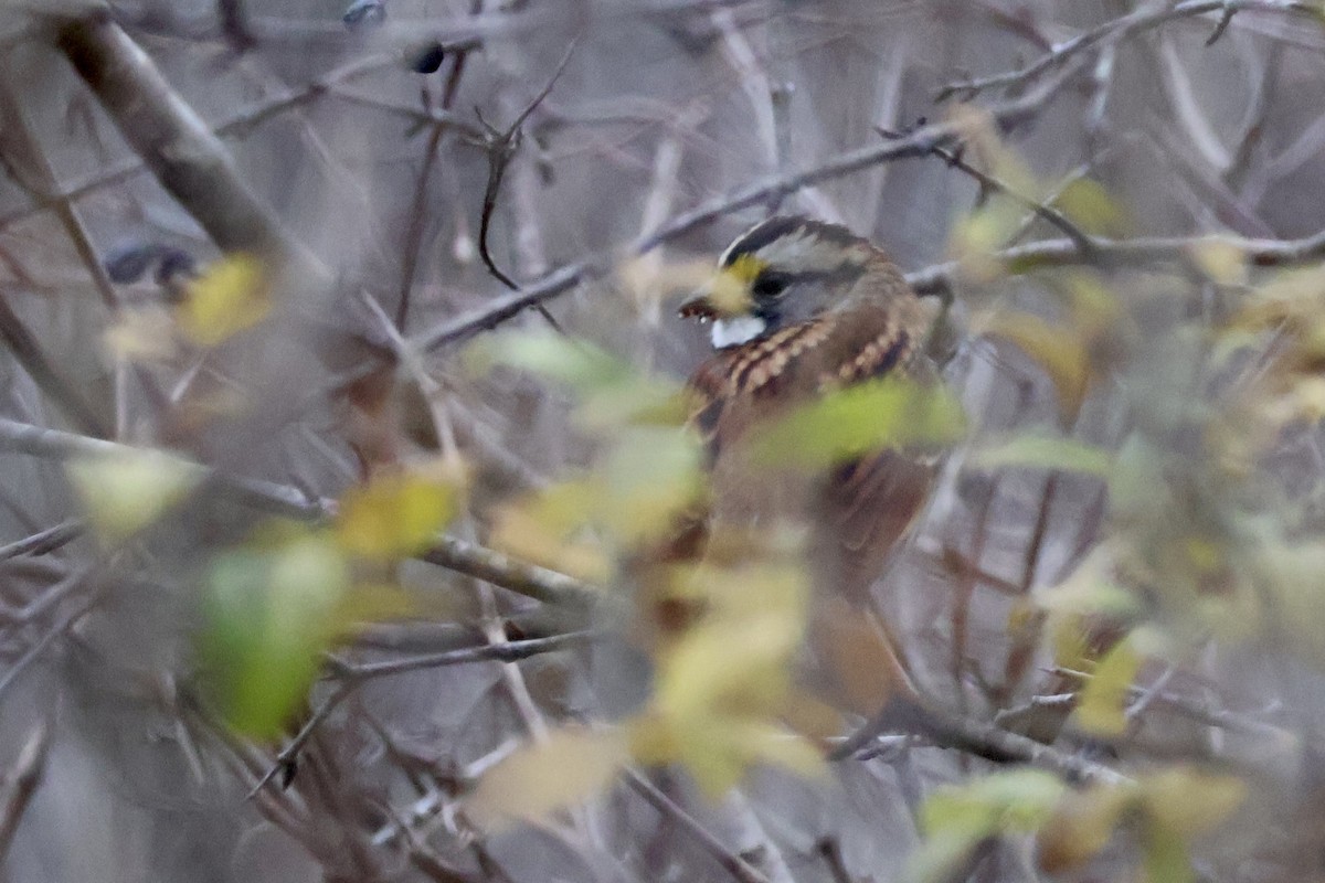 White-throated Sparrow - ML625850734