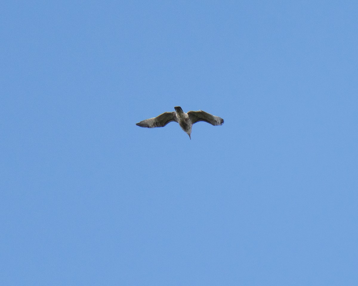 American Herring Gull - ML625850762