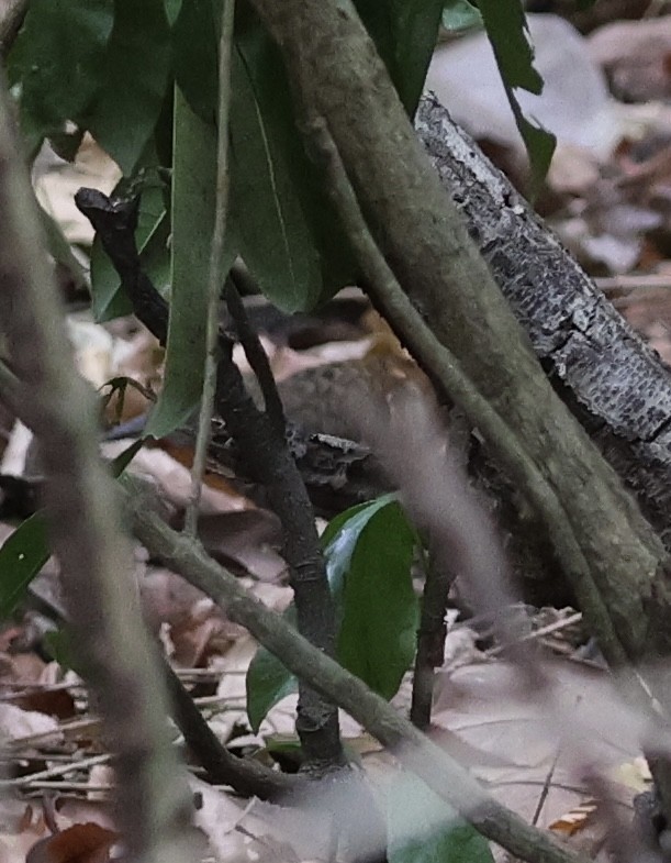 Scalloped Antbird - ML625850783