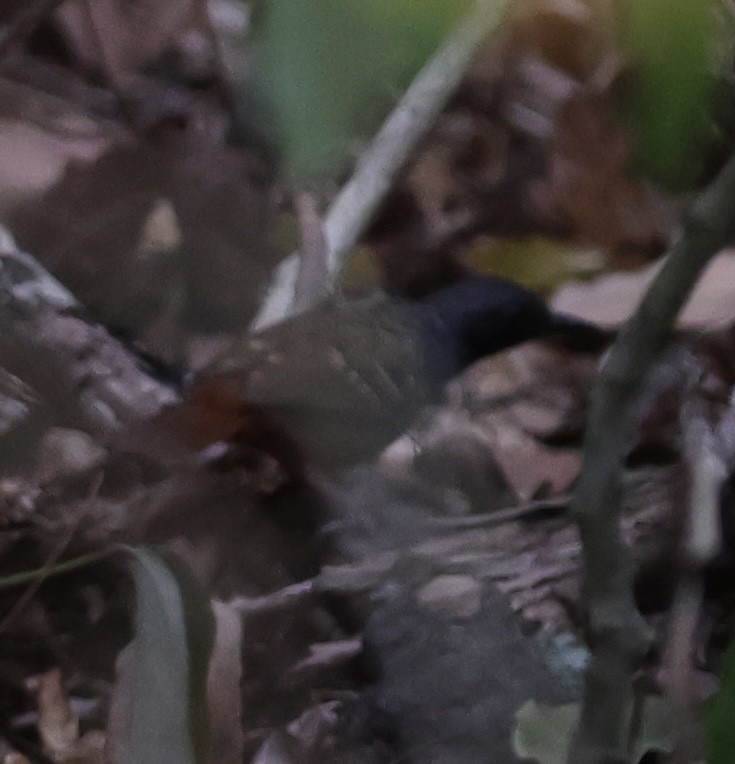 Scalloped Antbird - ML625850784