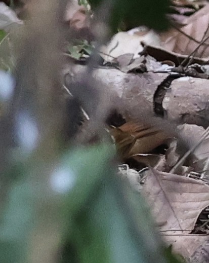 Scalloped Antbird - ML625850785