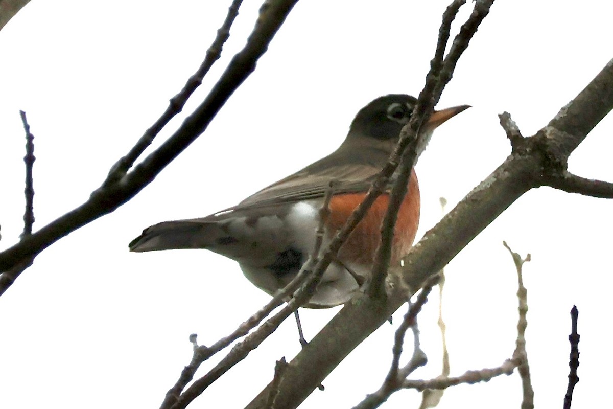 American Robin - ML625850798