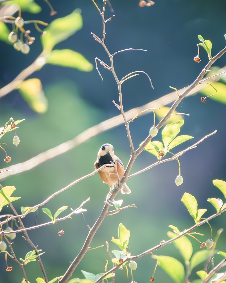 Mésange variée - ML625850823