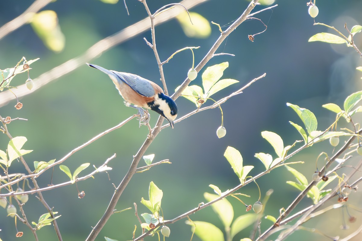 Mésange variée - ML625850824