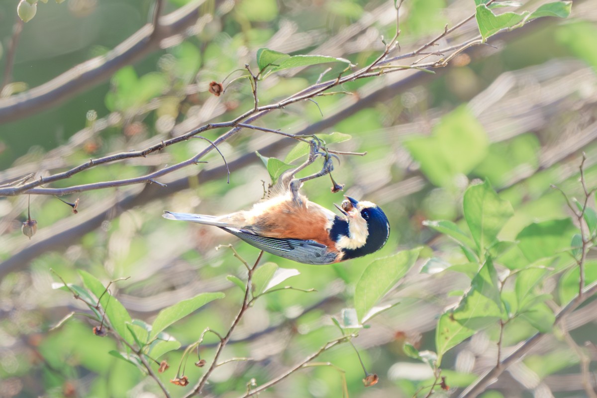 Mésange variée - ML625850825