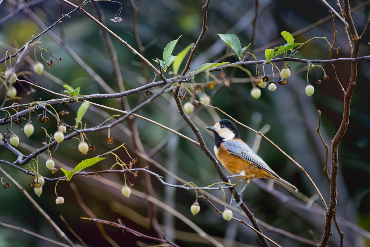 Mésange variée - ML625850826