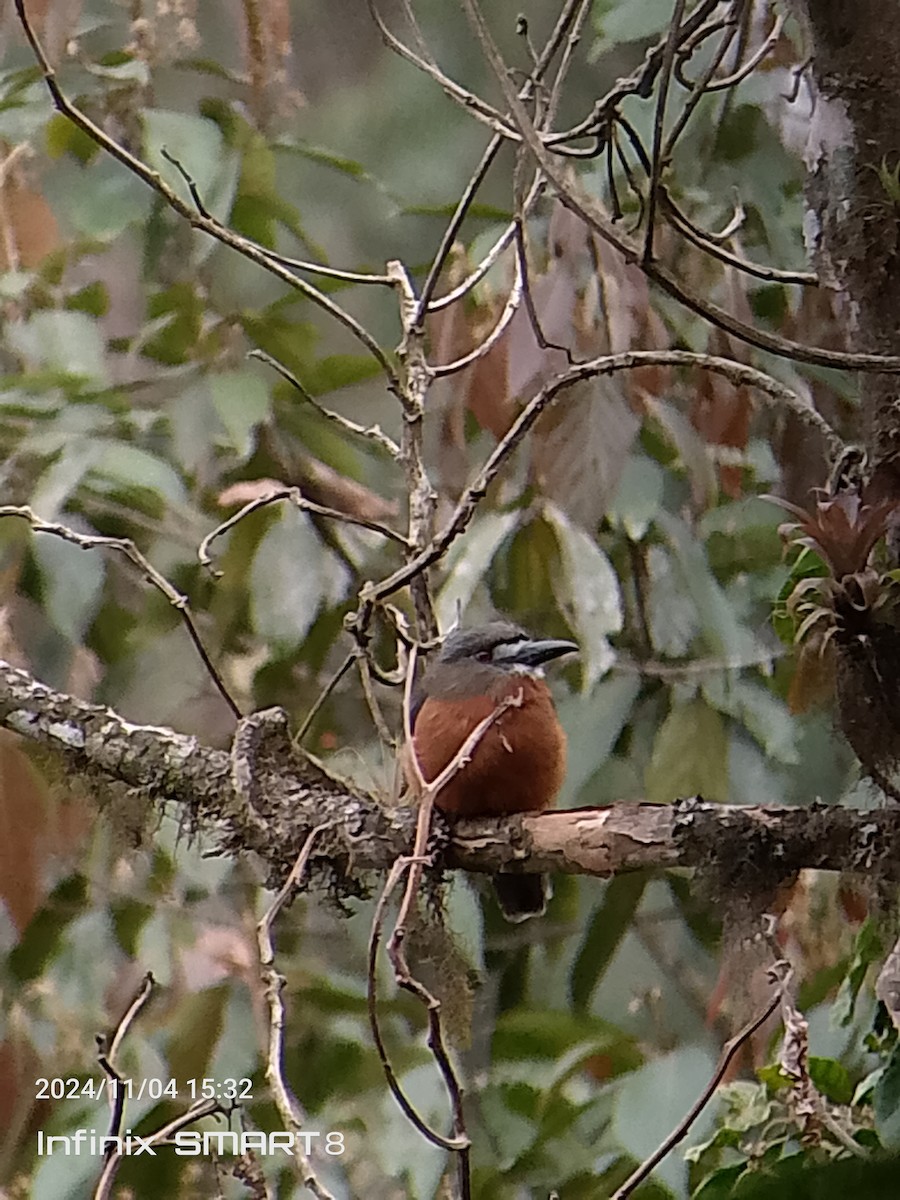 White-faced Nunbird - ML625850879