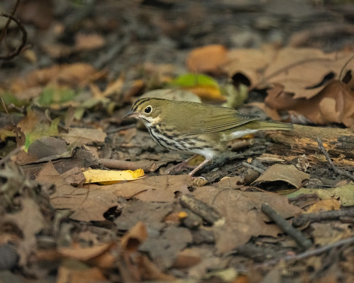 Ovenbird - ML625850882