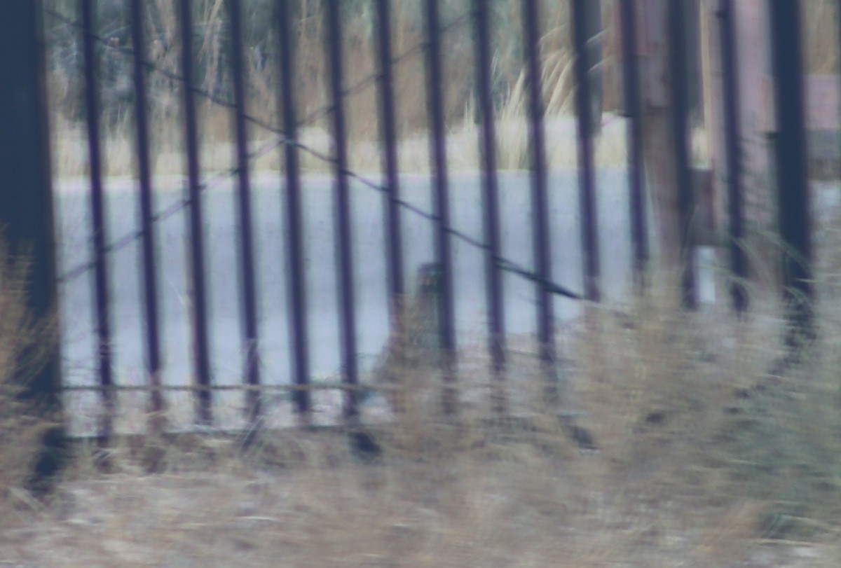 Greater Roadrunner - ML625850885