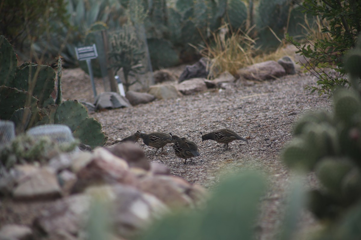 Gambel's Quail - ML625851266