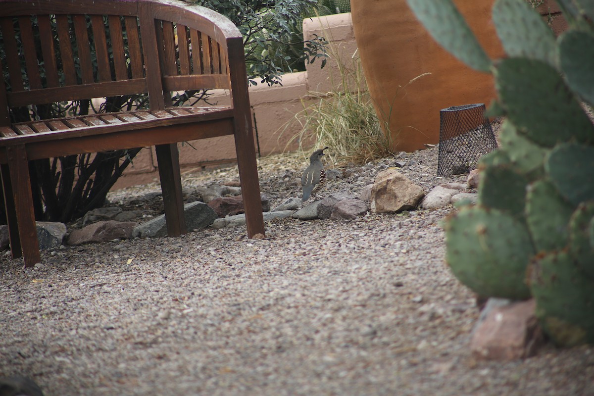 Gambel's Quail - ML625851267