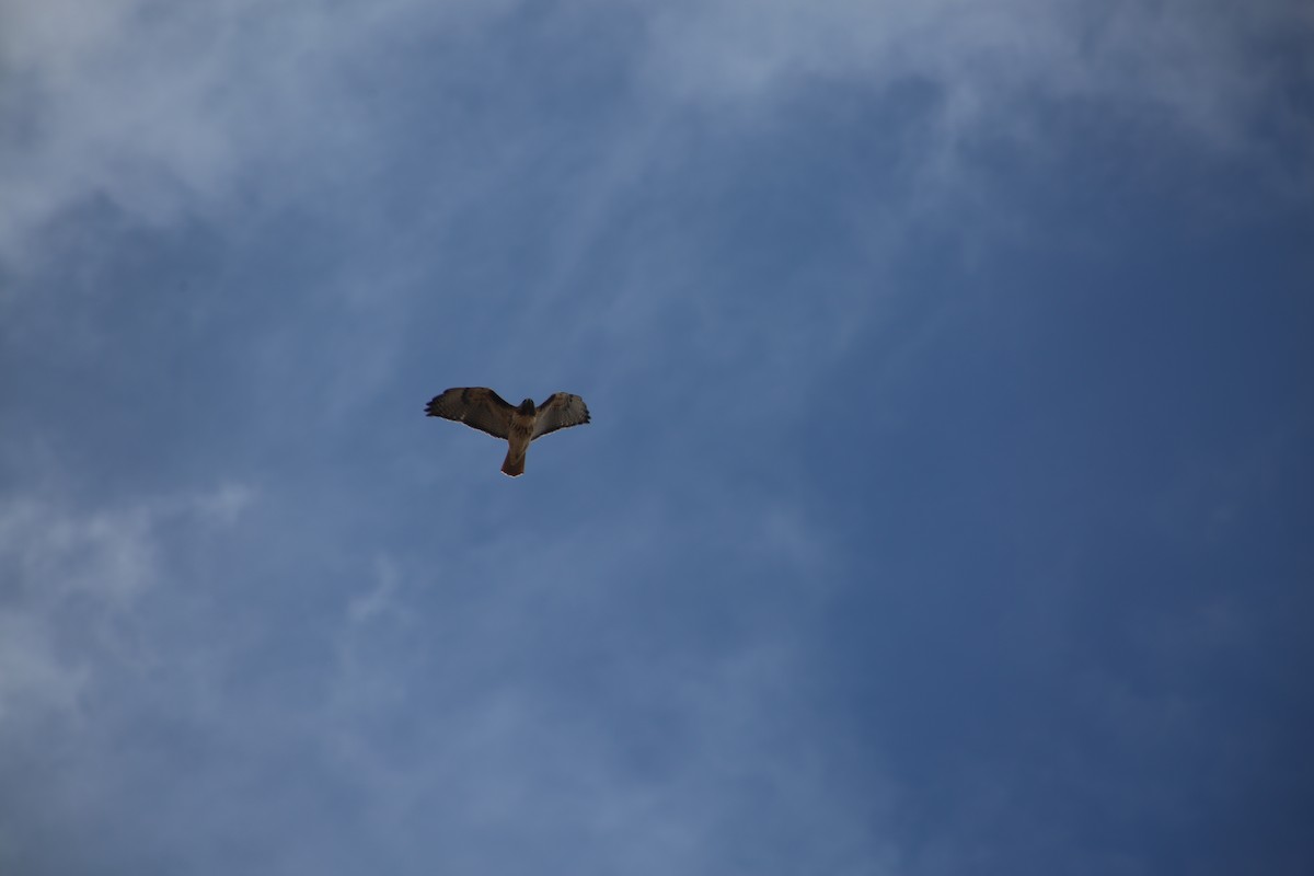 Red-tailed Hawk - ML625851272