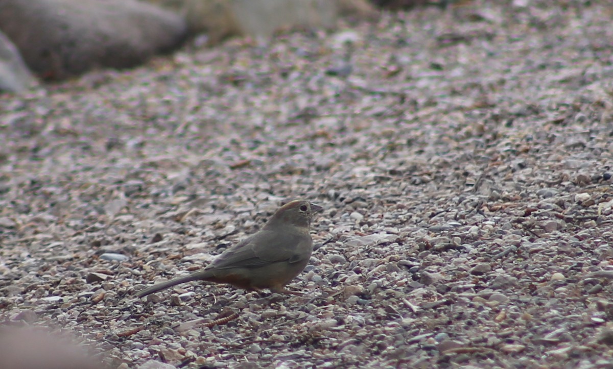 Canyon Towhee - ML625851278