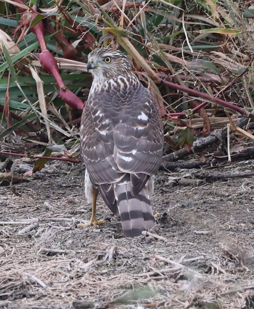 Cooper's Hawk - ML625851498