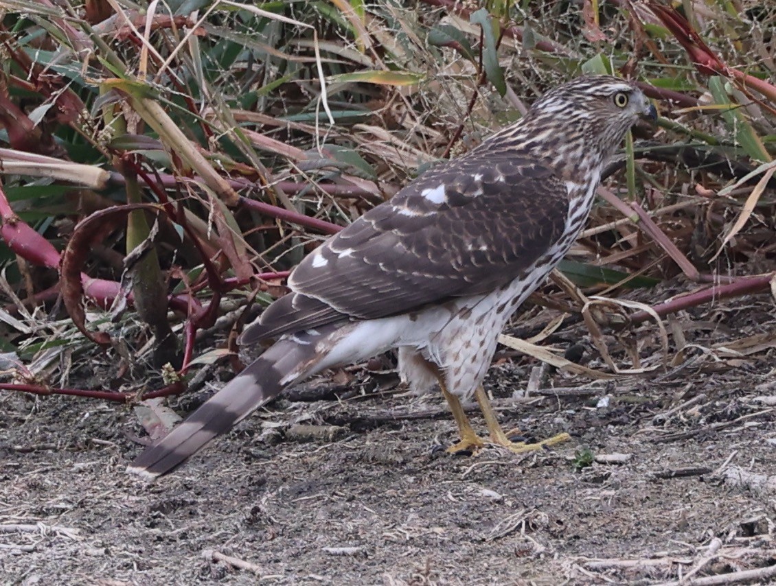 Cooper's Hawk - ML625851499