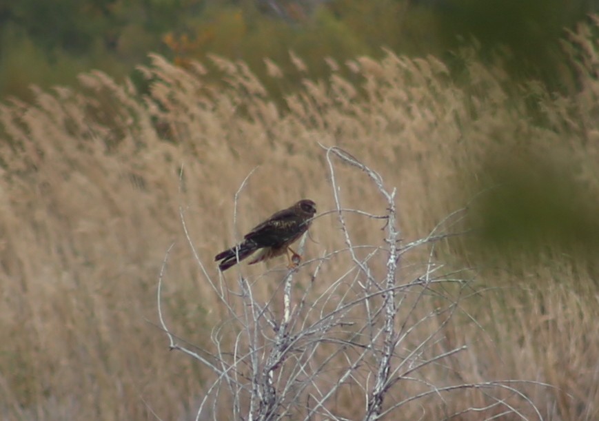 Northern Harrier - ML625851522
