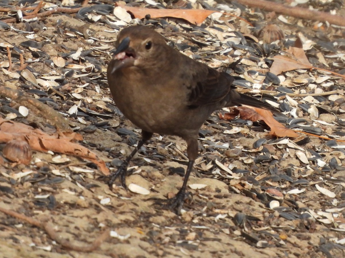 Brown-headed Cowbird - ML625851690