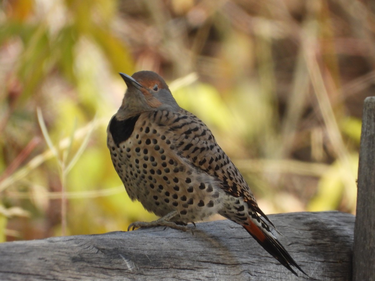 Northern Flicker (Red-shafted) - ML625851733