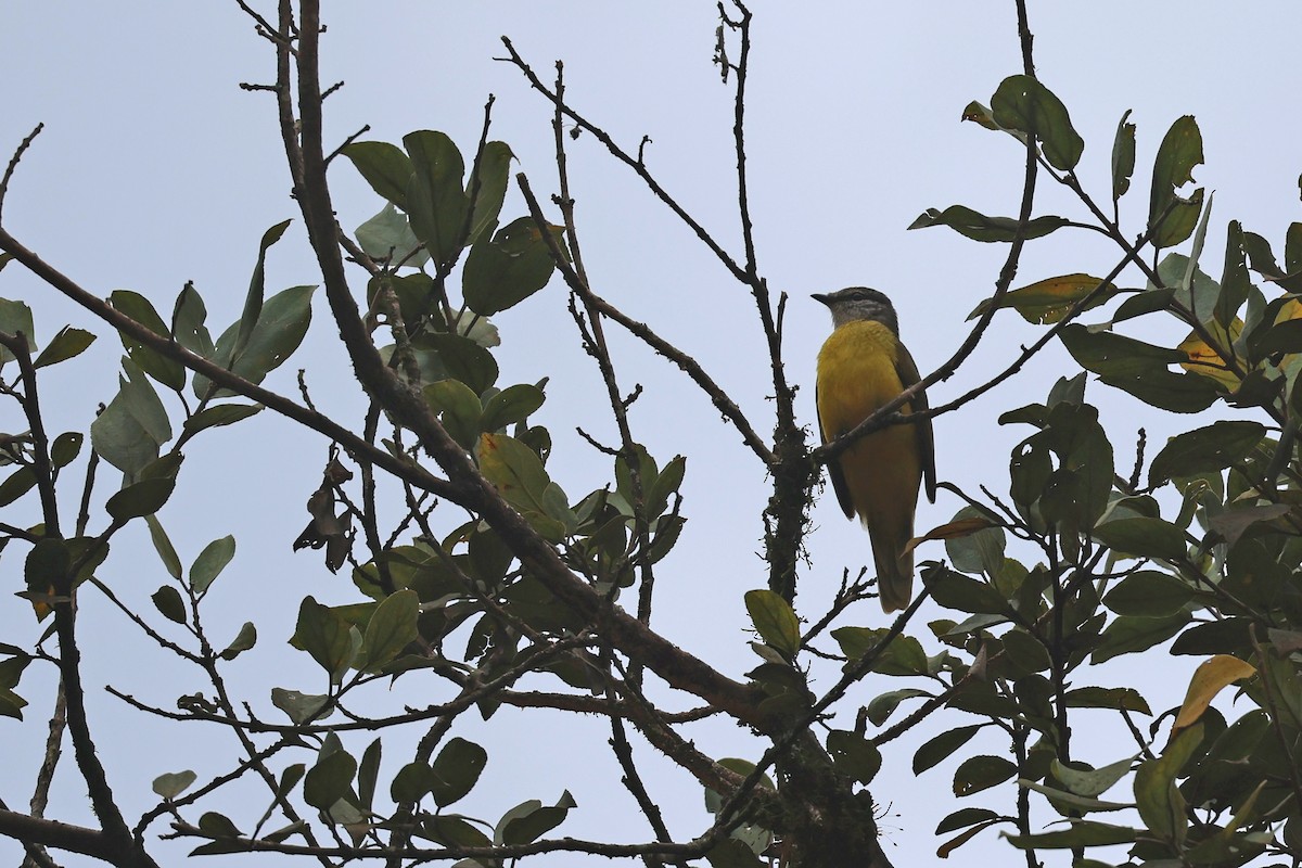 Purple-throated Cuckooshrike - ML625851821