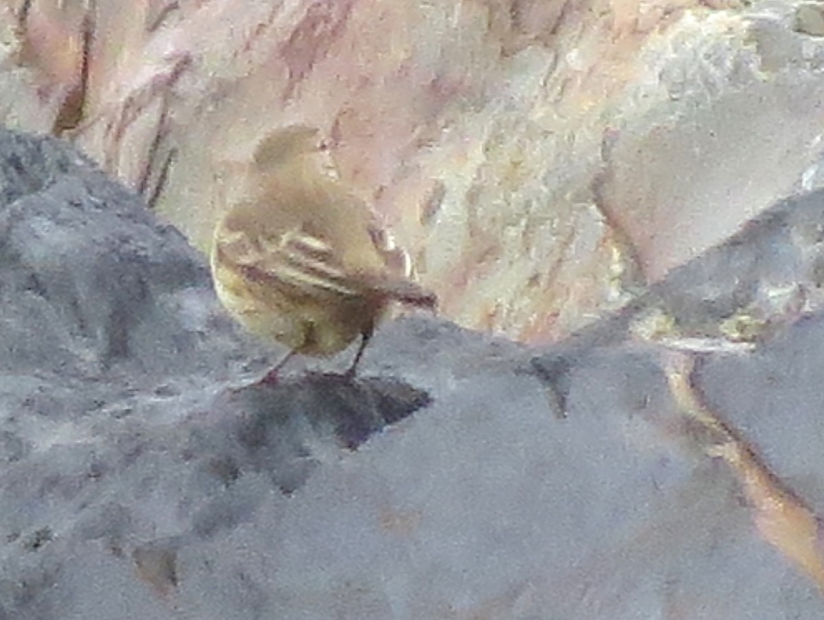 linduška tundrová - ML625851822