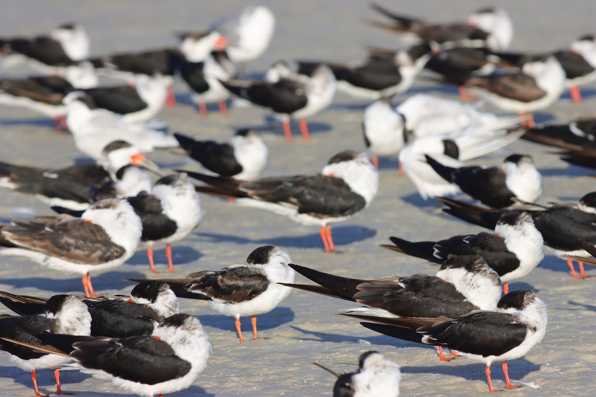 Black Skimmer - ML625851980