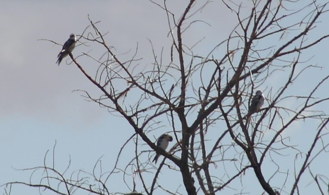 White-tailed Kite - ML625852084