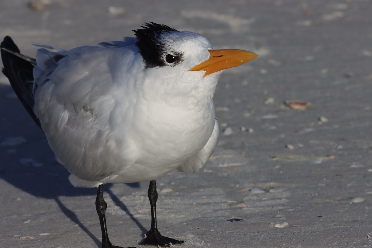 Royal Tern - ML625852105