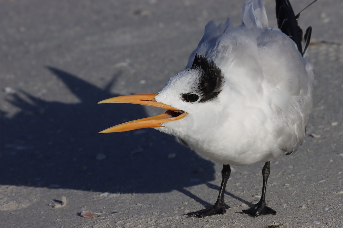 Royal Tern - ML625852108