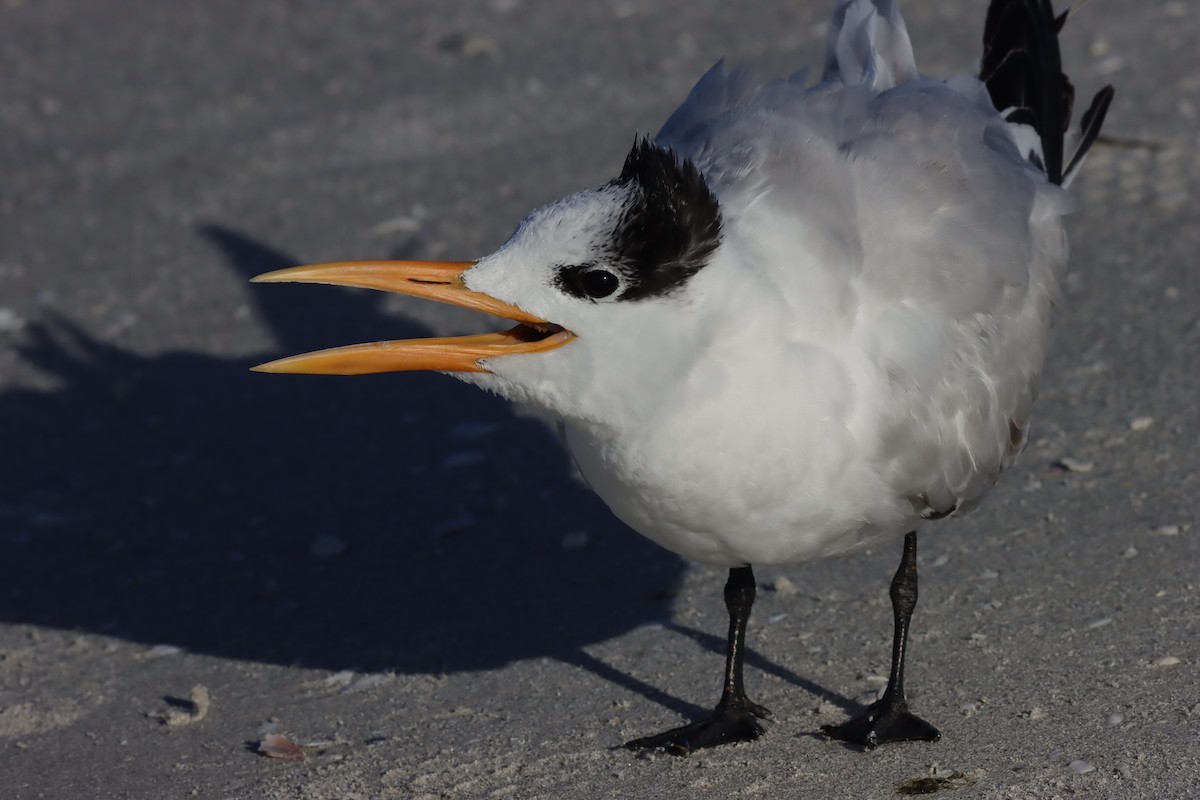 Royal Tern - ML625852112