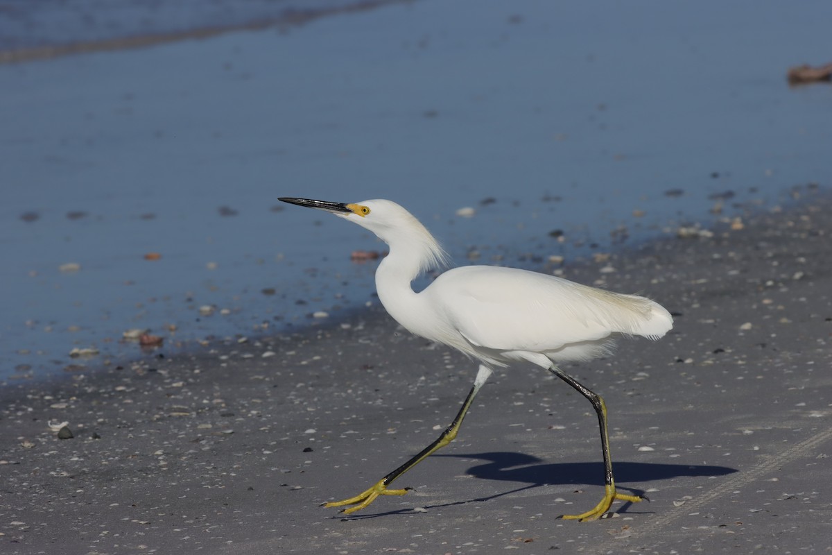 Snowy Egret - ML625852175