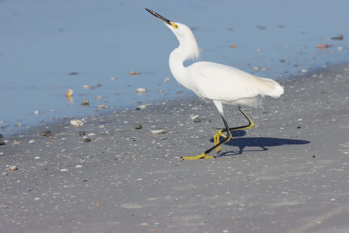 Snowy Egret - ML625852178