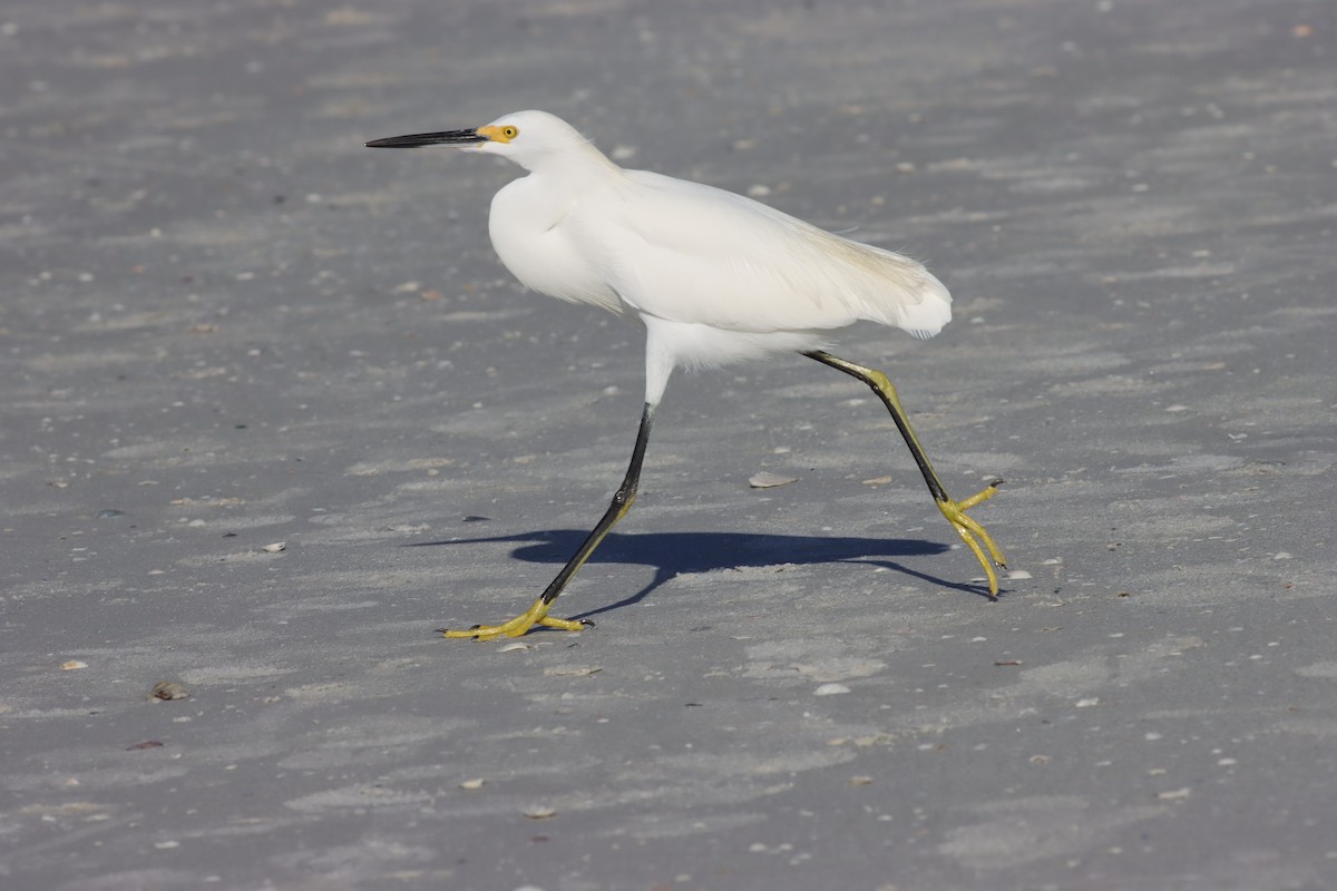 Snowy Egret - ML625852179