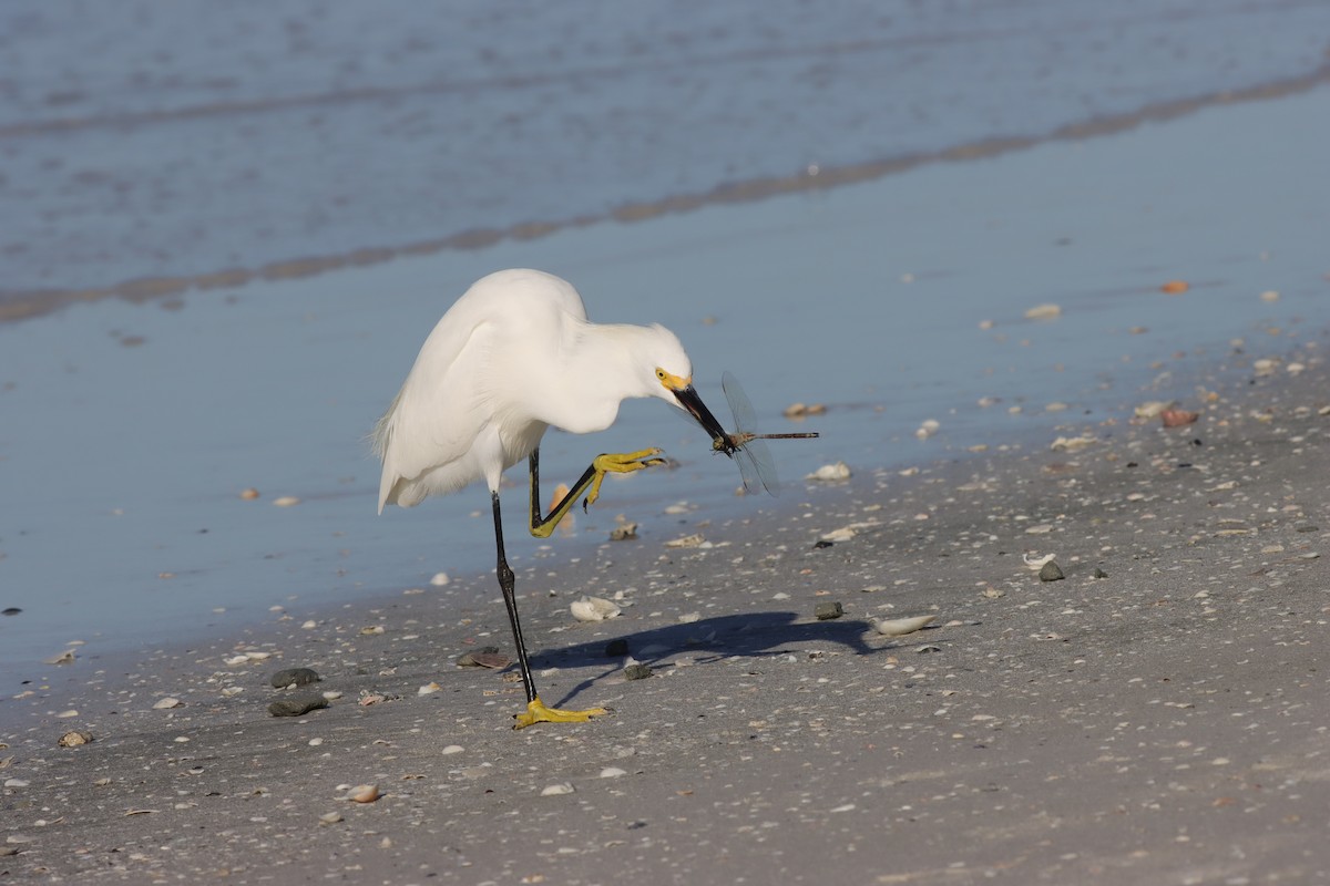 Snowy Egret - ML625852180