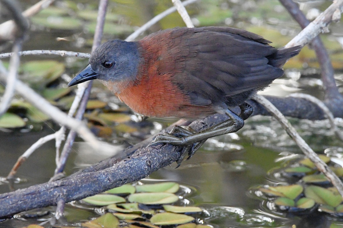 Ruddy Crake - ML625852245