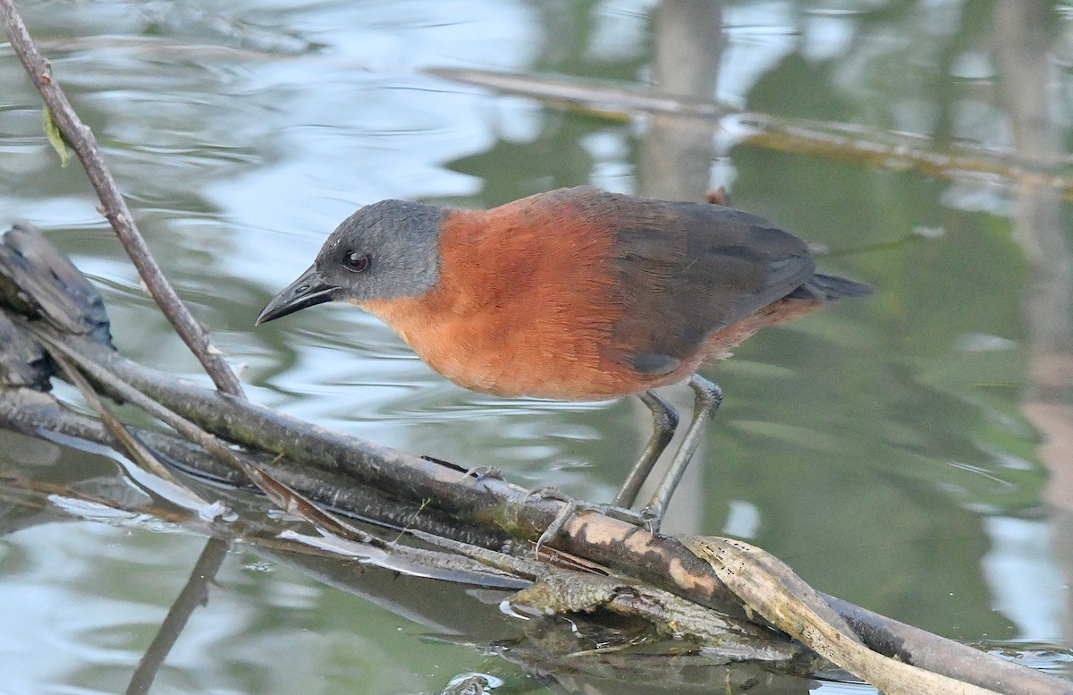Ruddy Crake - ML625852246