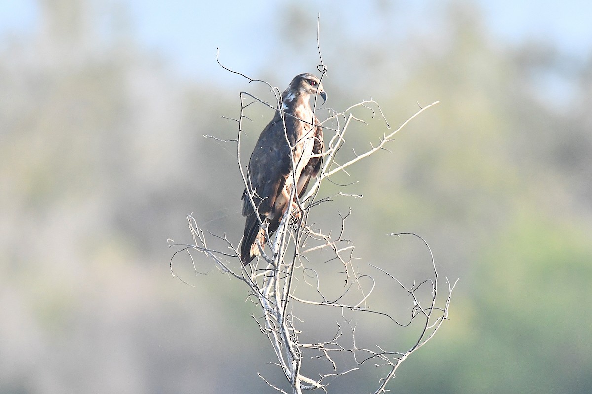 Snail Kite - ML625852251