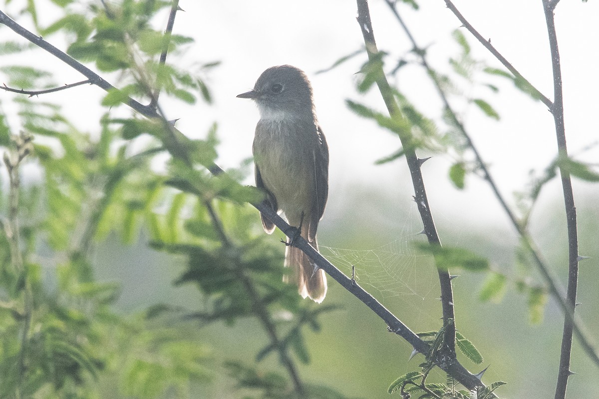 White-throated Flycatcher - ML625852253