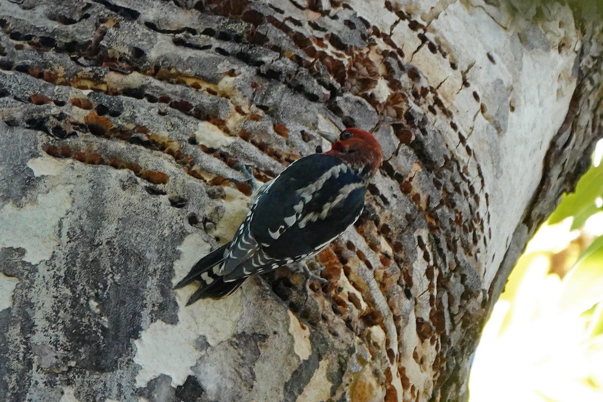 Red-breasted Sapsucker - ML625852319