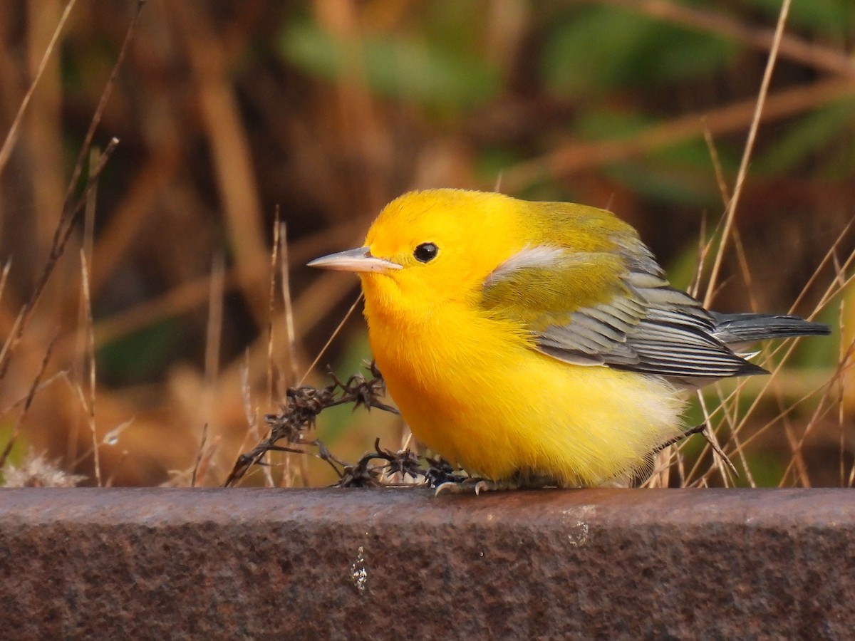 Prothonotary Warbler - ML625852325